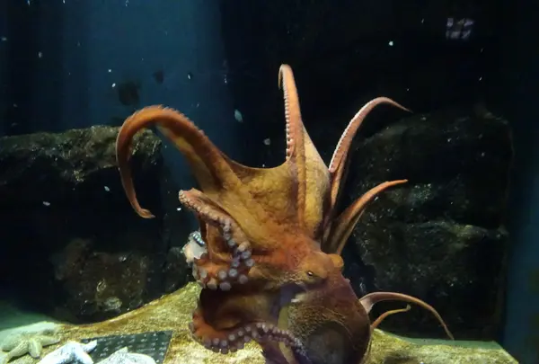 鶴岡市立加茂水族館（クラゲドリーム館）の写真・動画_image_689861