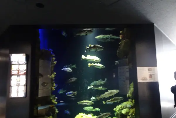 鶴岡市立加茂水族館（クラゲドリーム館）の写真・動画_image_689863