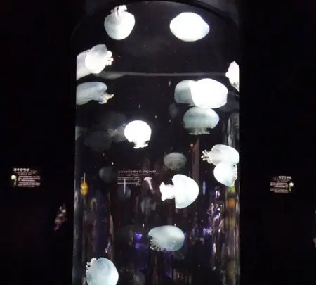 鶴岡市立加茂水族館（クラゲドリーム館）の写真・動画_image_689864