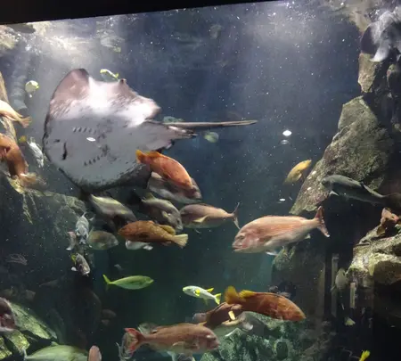鶴岡市立加茂水族館（クラゲドリーム館）の写真・動画_image_689865