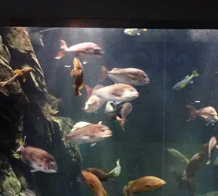 鶴岡市立加茂水族館（クラゲドリーム館）の写真・動画_image_689867