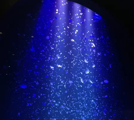 鶴岡市立加茂水族館（クラゲドリーム館）の写真・動画_image_689868