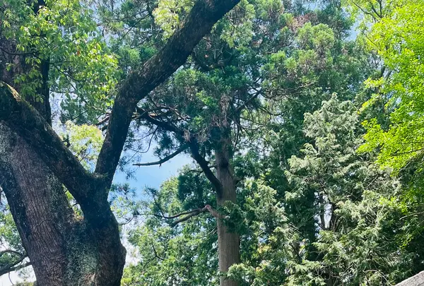 ことのまま八幡宮の写真・動画_image_690474