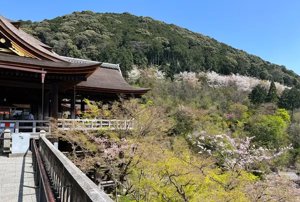 清水寺の写真・動画_image_690514