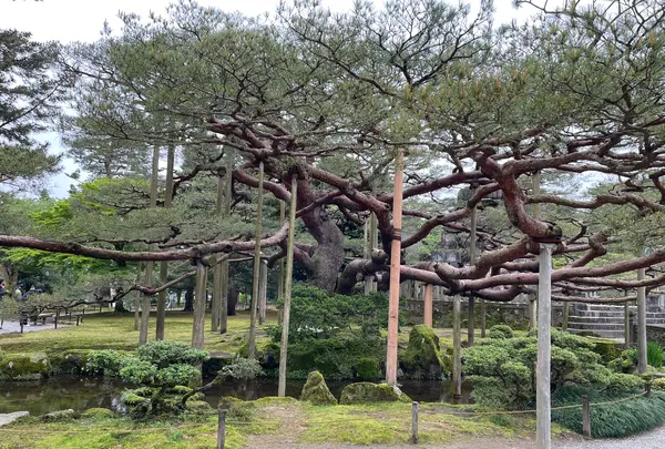 兼六園の写真・動画_image_691042