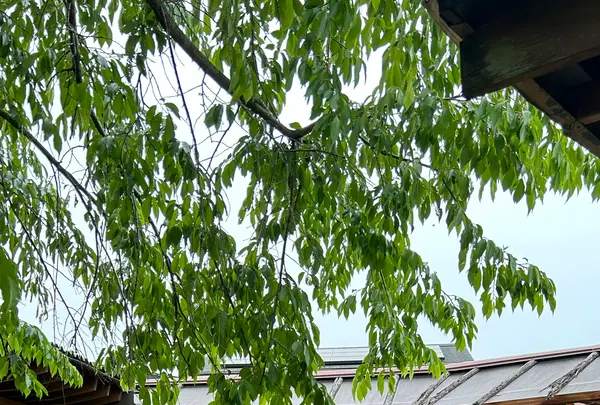 山越うどんの写真・動画_image_691052