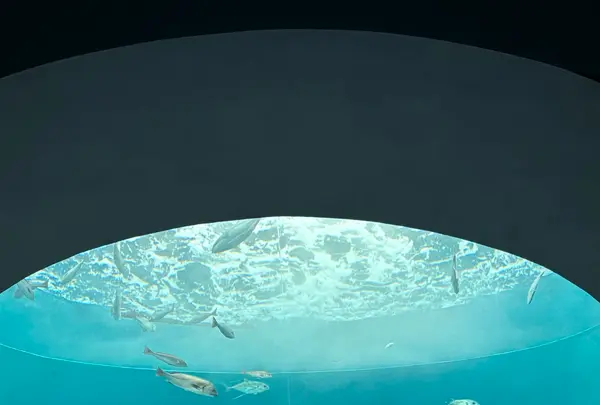 四国水族館の写真・動画_image_691056