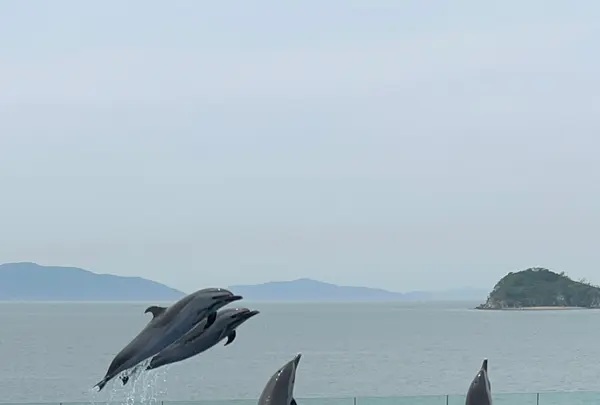 四国水族館の写真・動画_image_691059