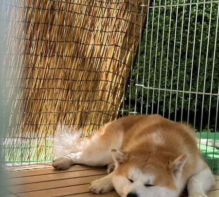 秋田犬ふれあい処ｉｎ千秋公園の写真・動画_image_691134
