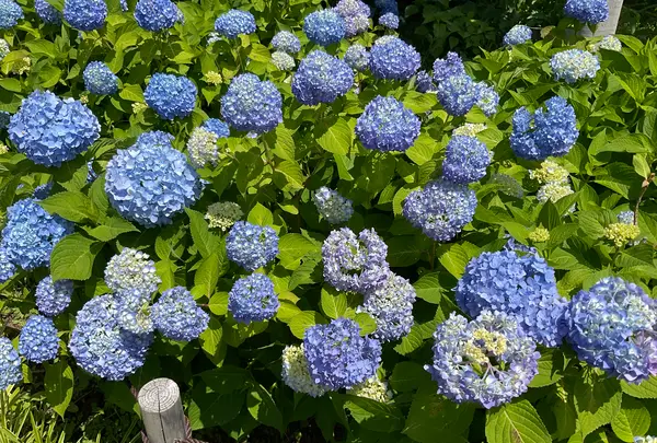 相模原北公園 アジサイ園の写真・動画_image_692793