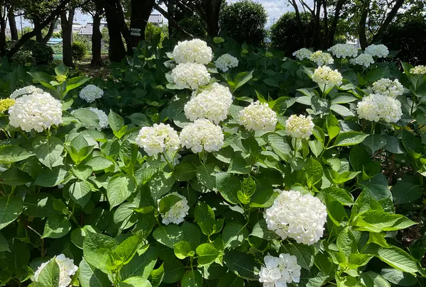 相模原北公園 アジサイ園の写真・動画_image_692794