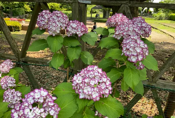 相模原北公園 アジサイ園の写真・動画_image_692795