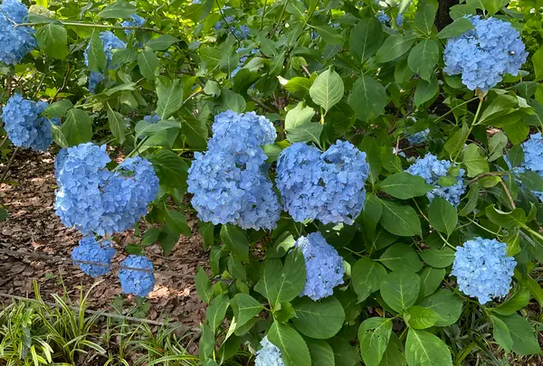 相模原北公園 アジサイ園の写真・動画_image_692796