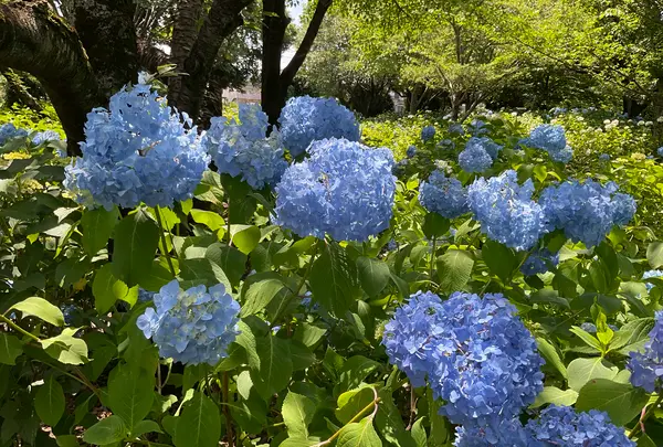 相模原北公園 アジサイ園の写真・動画_image_692797