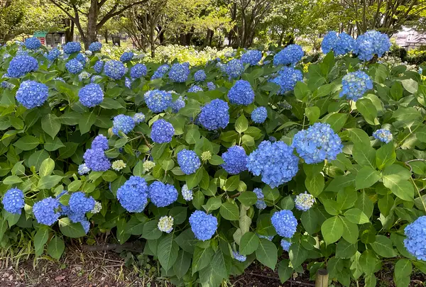 相模原北公園 アジサイ園の写真・動画_image_692798