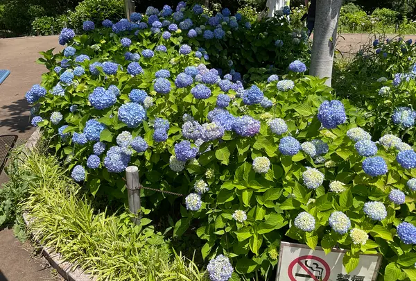 相模原北公園 アジサイ園の写真・動画_image_692799