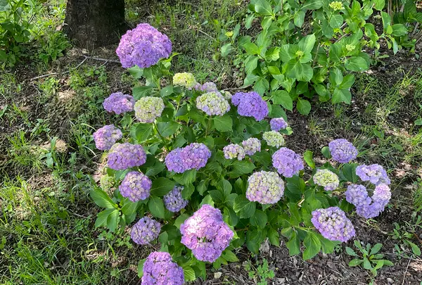 相模原北公園 アジサイ園の写真・動画_image_692800