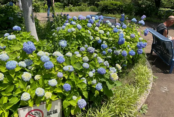 相模原北公園 アジサイ園の写真・動画_image_692801