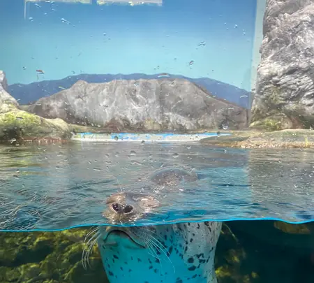 浅虫水族館の写真・動画_image_692862