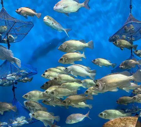 浅虫水族館の写真・動画_image_692863