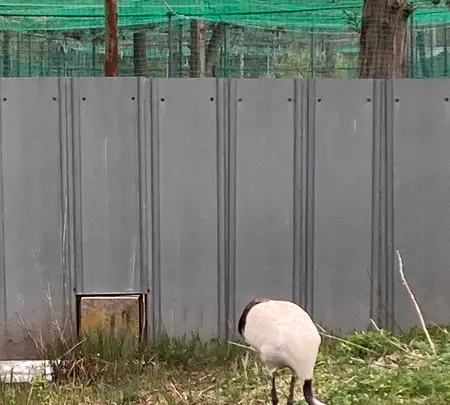 丹頂鶴自然公園の写真・動画_image_692872