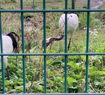丹頂鶴自然公園の写真・動画_image_692873