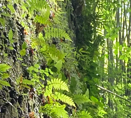 伊尾木洞の写真・動画_image_695328