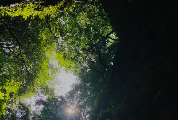 伊尾木洞の写真・動画_image_695332