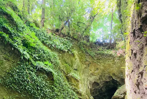 伊尾木洞の写真・動画_image_695868