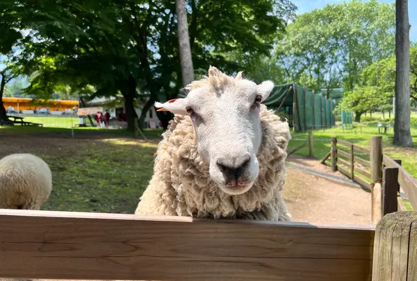 伊香保グリーン牧場の写真・動画_image_696829