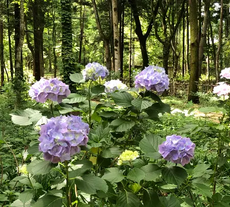 東山旧岸邸の写真・動画_image_697632