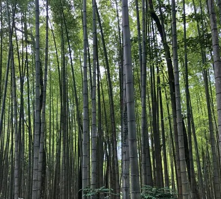 東山旧岸邸の写真・動画_image_697635