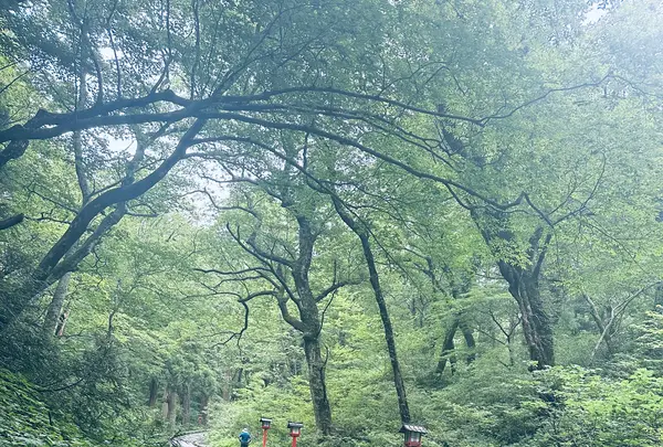 石畳の参道の写真・動画_image_699636
