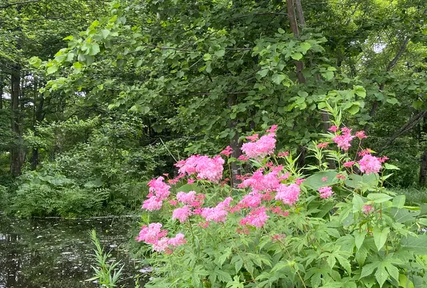 六花の森の写真・動画_image_700203