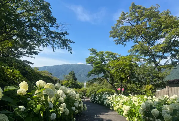 箱根強羅公園の写真・動画_image_700836
