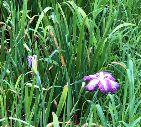 水郷潮来あやめ園の写真・動画_image_701663