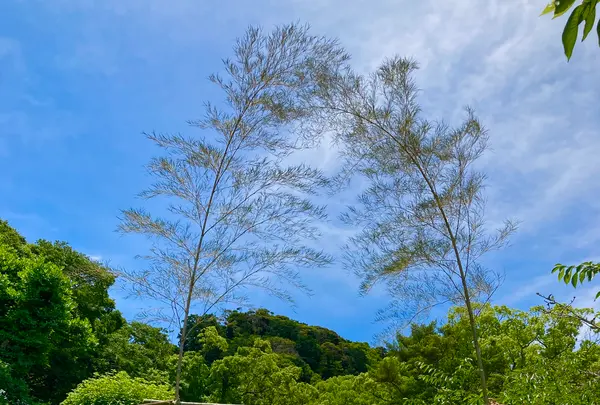 安房神社の写真・動画_image_701745