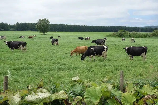 レストラン牧舎の写真・動画_image_702523