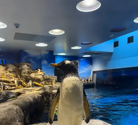 下関市立しものせき水族館・海響館の写真・動画_image_703552
