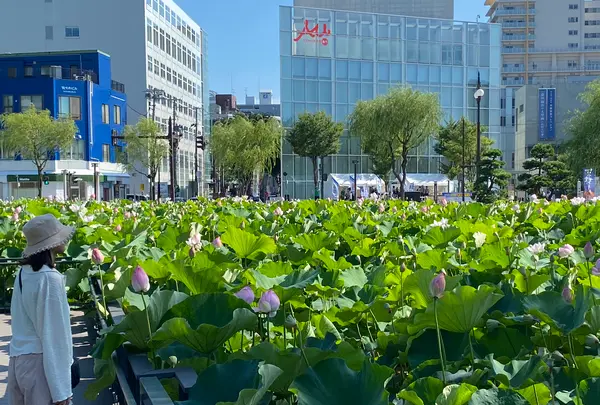 あきた芸術劇場ミルハスの写真・動画_image_705339