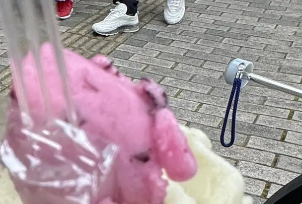 ジェラテリア フルッティ 軽井沢の写真・動画_image_705901