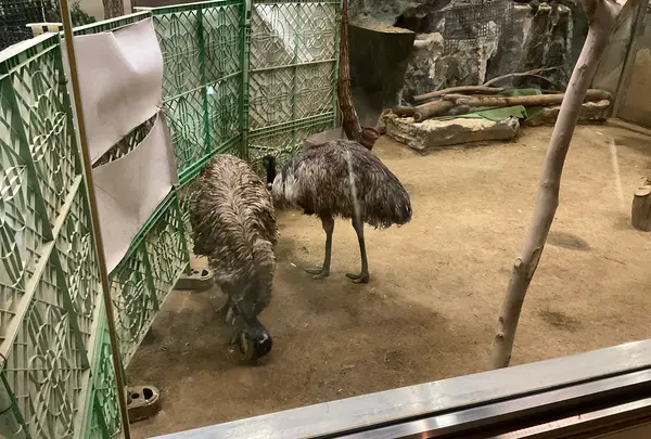 天王寺動物園の写真・動画_image_706774