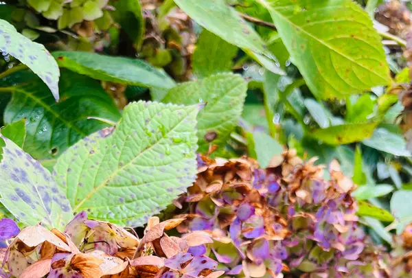 雲昌寺の写真・動画_image_714271