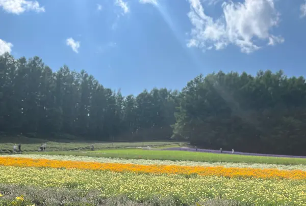 ファーム富田の写真・動画_image_715140