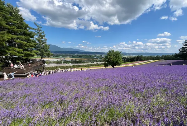 ファーム富田の写真・動画_image_715141