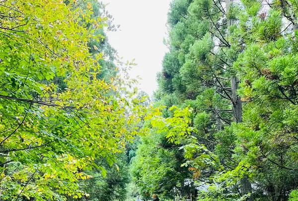 真山神社の写真・動画_image_716489