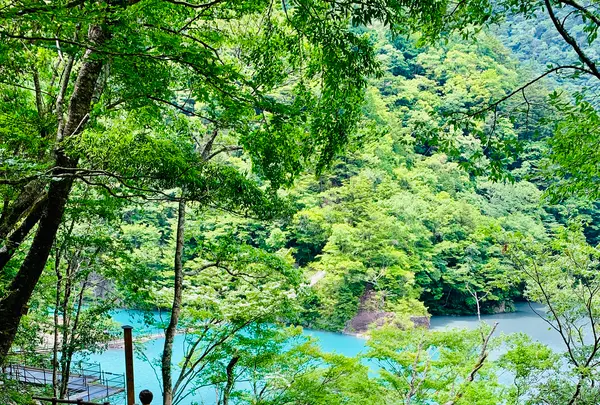 夢の吊橋の写真・動画_image_719961