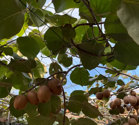 キウイフルーツ・カントリーＪＡＰＡＮの写真・動画_image_720563