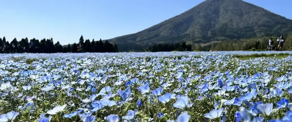 花の駅 生駒高原の写真・動画_image_721037