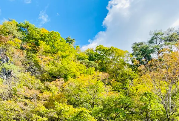 猊鼻渓舟下りの写真・動画_image_722375